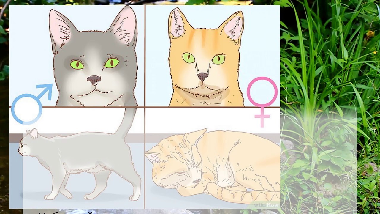 Кот или кошка: как определить пол питомца - zoolog.guru