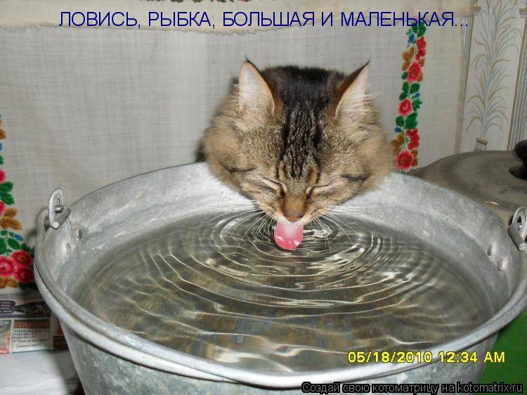 Что делать если котенок не пьет воду