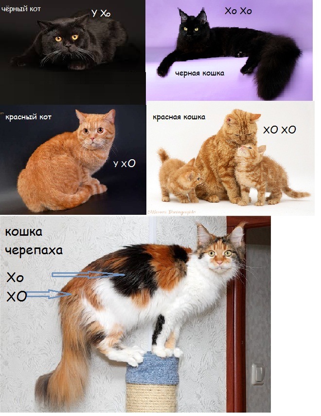Окрас кошек мейн кун с фотографиями и названиями