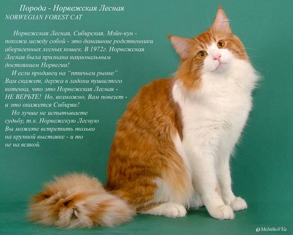 Русская голубая кошка: фото, цена котенка, характер и описание породы