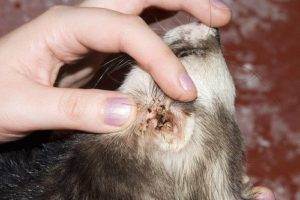 Ушной клещ у котов: признаки и лечение