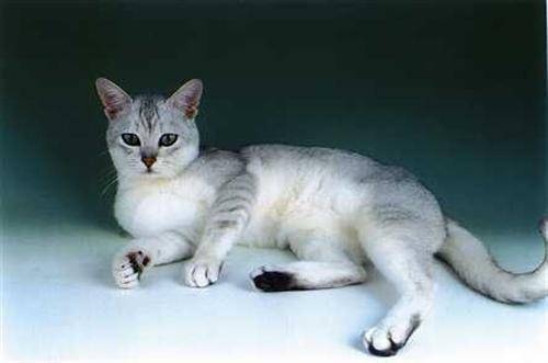 Кошка породы бурмилла: описание и фото, характер животного, особенности содержания