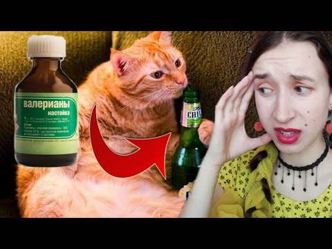 Валерьянка для кошек: как действует валериана в разных формах на животное, можно ли им ее давать?