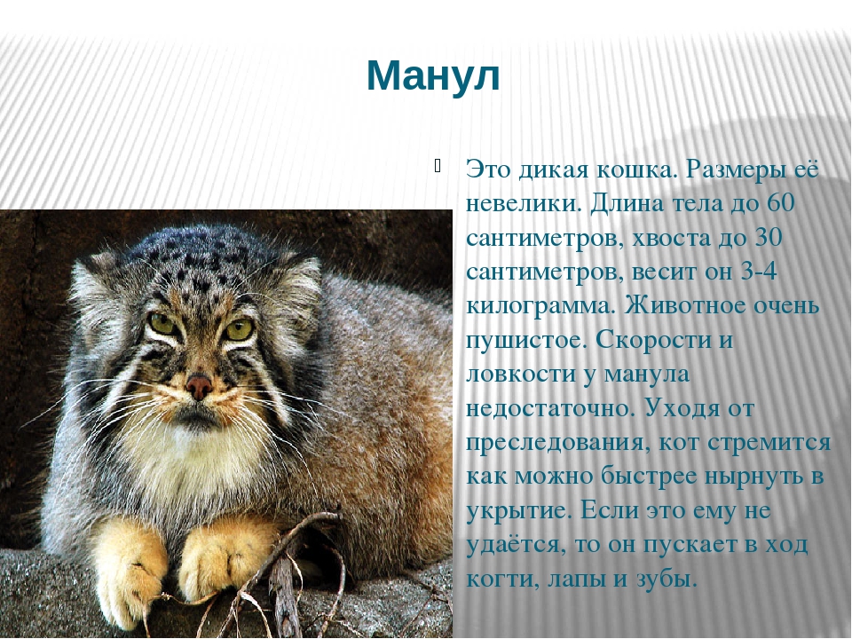 Кот манул - фото, описание, характеристика породы