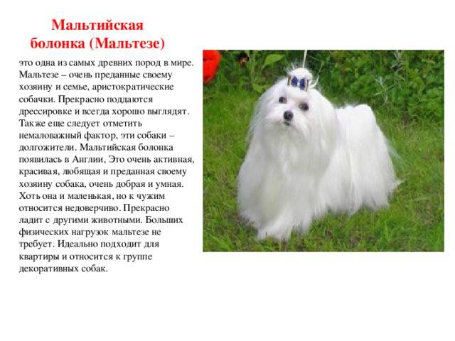 Русская цветная болонка: описание породы, характер, содержание, уход, фото