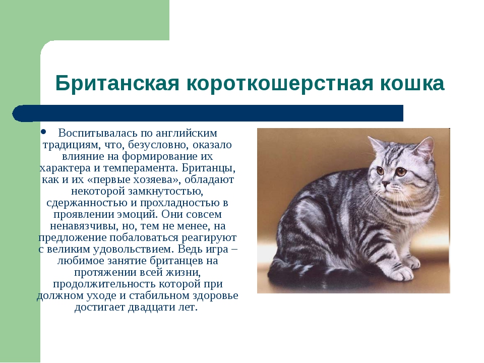 Серенгети — описание пород котов