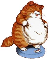 Ожирение у кошек: причины и методы ее устранения