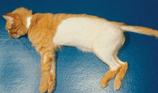 Выпадение шерсти у кошек: причины, лечение и профилактика