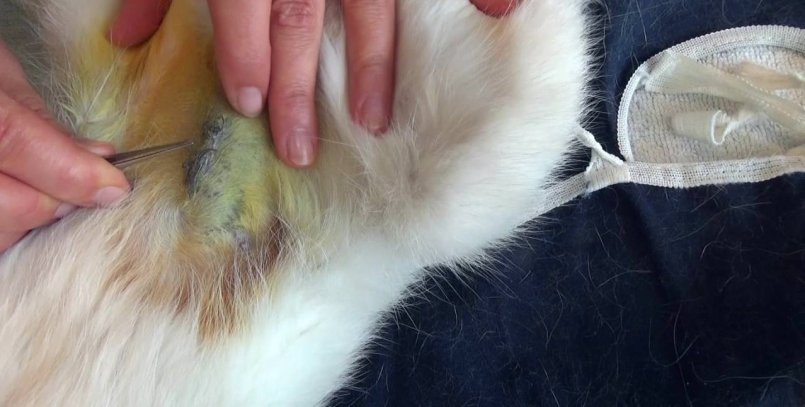 Снятие швов у кошки после стерилизации
