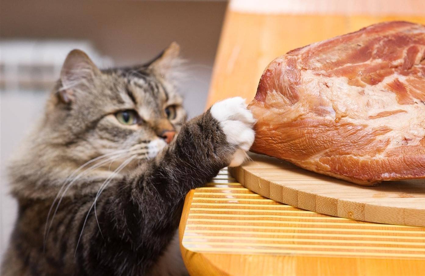 Можно ли кошке сырое мясо