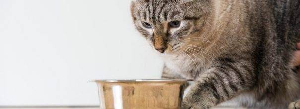 Аллергия на кота: что делать?