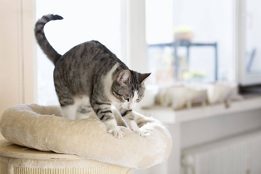 7 причин, зачем кошка мнёт лапами одеяло и человека, что означает этот милый жест