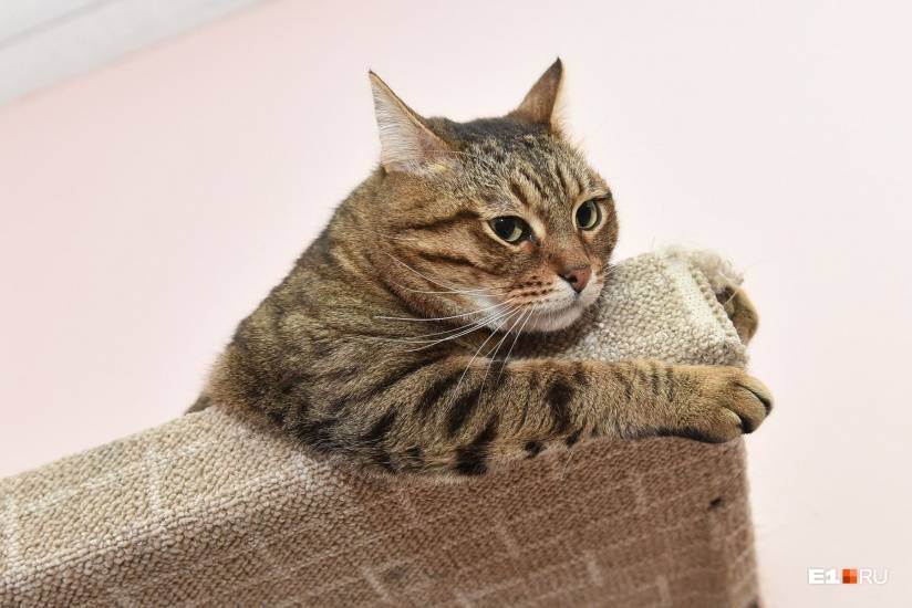 Стресс у кошки: симптомы и лечение. как снять стресс у кошки