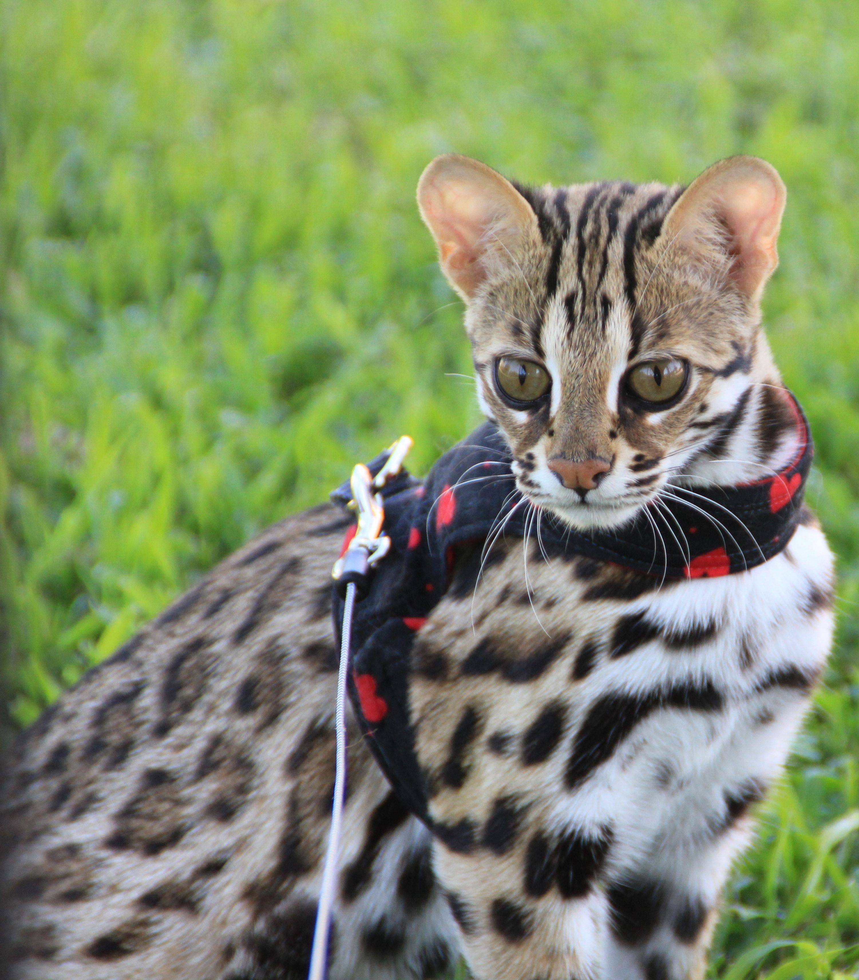 Кошка бенгальской породы (мини леопард)