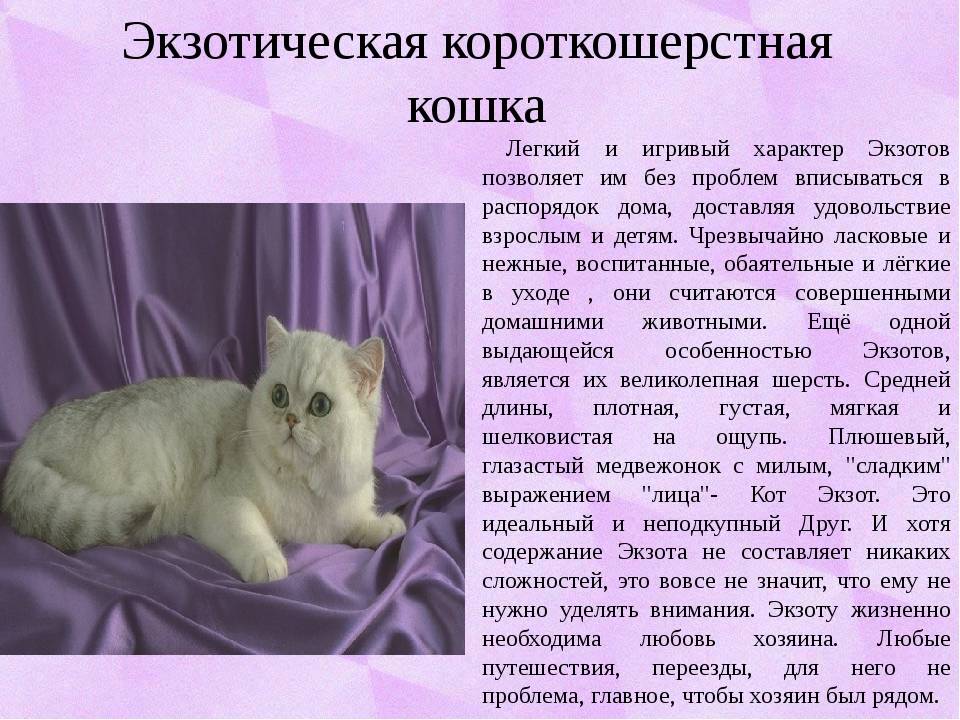 Шотландская вислоухая кошка описание породы и характера фото и описание