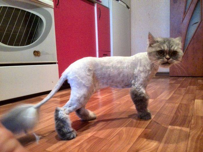 Подстричь кота во сколько месяцев