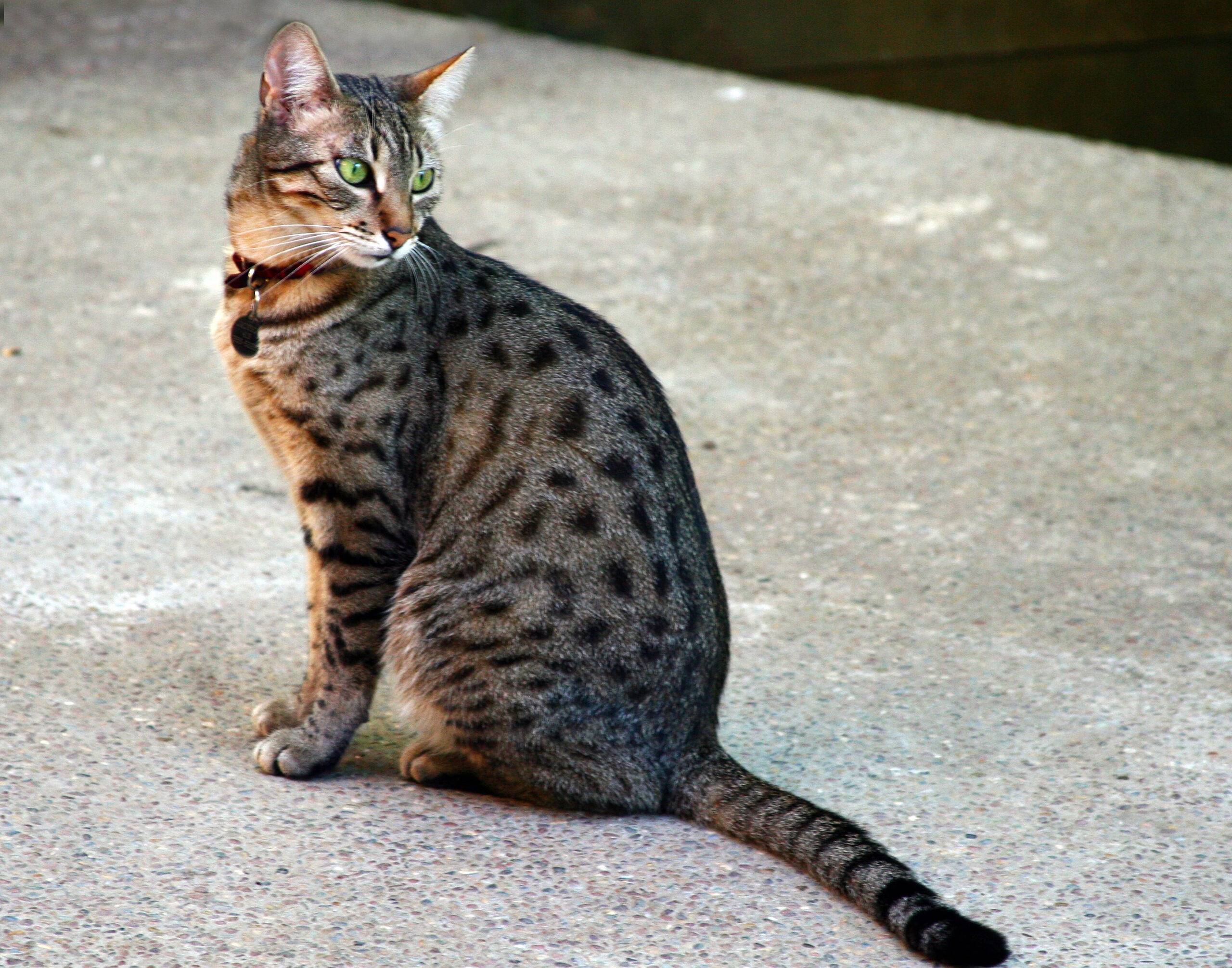Египетская мау (фото): настоящая кошачья экзотика - kot-pes