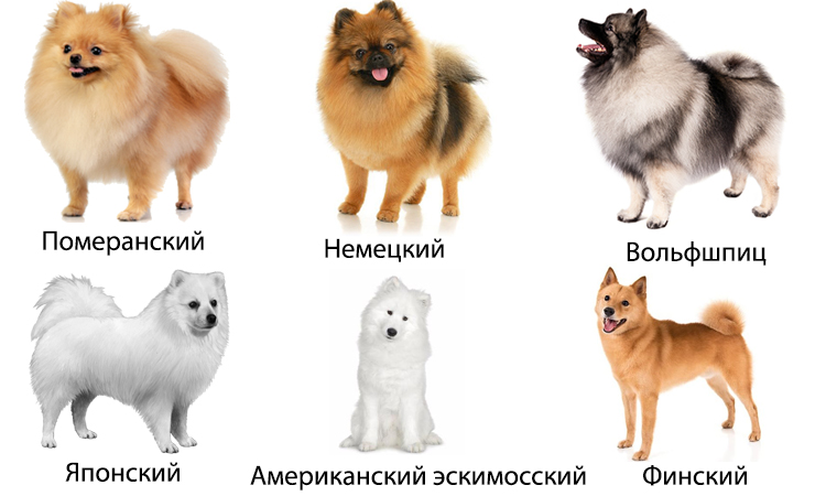 Акита-ину: фото, описание, характер, цена собаки, отзывы ✔