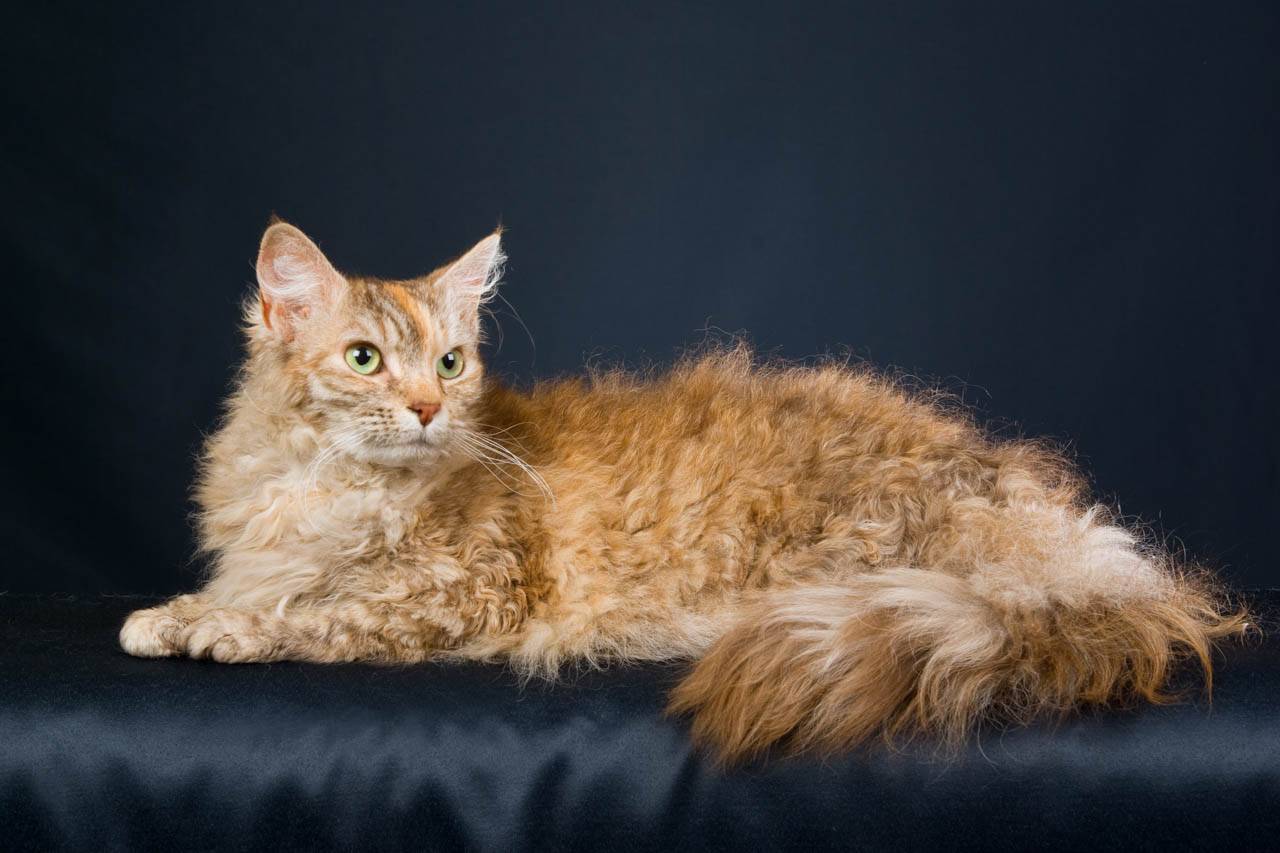 Лаперм кошка фото и описание кошки с кучерявой шубкой