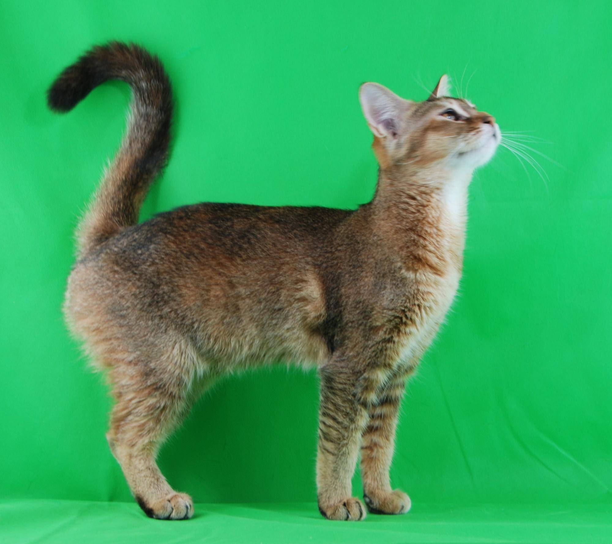 Чаузи — обзор породы, характер и особенности разведения. цена за котенка и советы по выбору породистой кошки (115 фото)