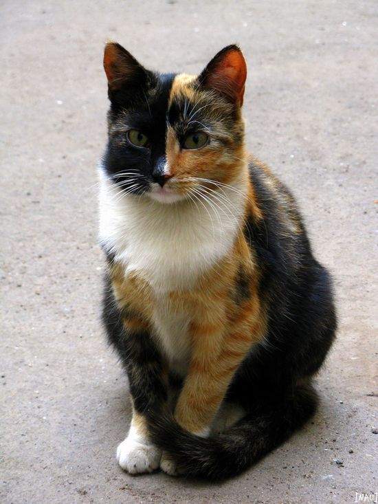 Трехцветная кошка - описание и характер пород