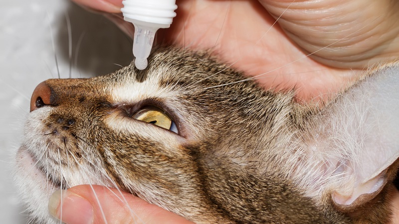 Насморк у котенка: как и чем лечить в домашних условиях?