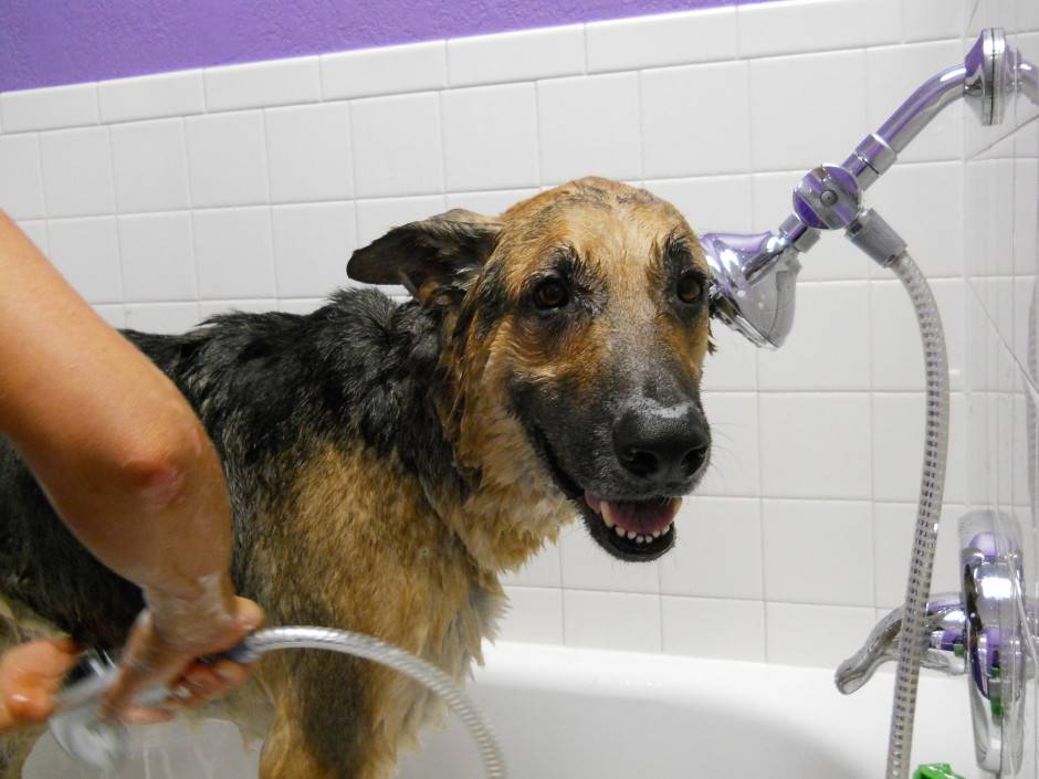 Купание собак: переходим к водным процедурам