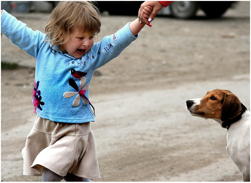 Что делать, если собака всего боится | dogkind.ru