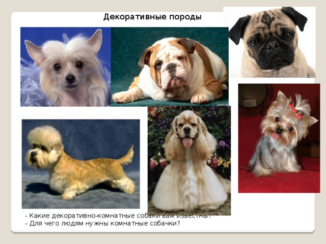 Декоративные породы собак — обзор с фотографиями, названиями и кратким описанием