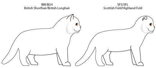 Можно ли скрещивать британских и шотландских кошек и котов?