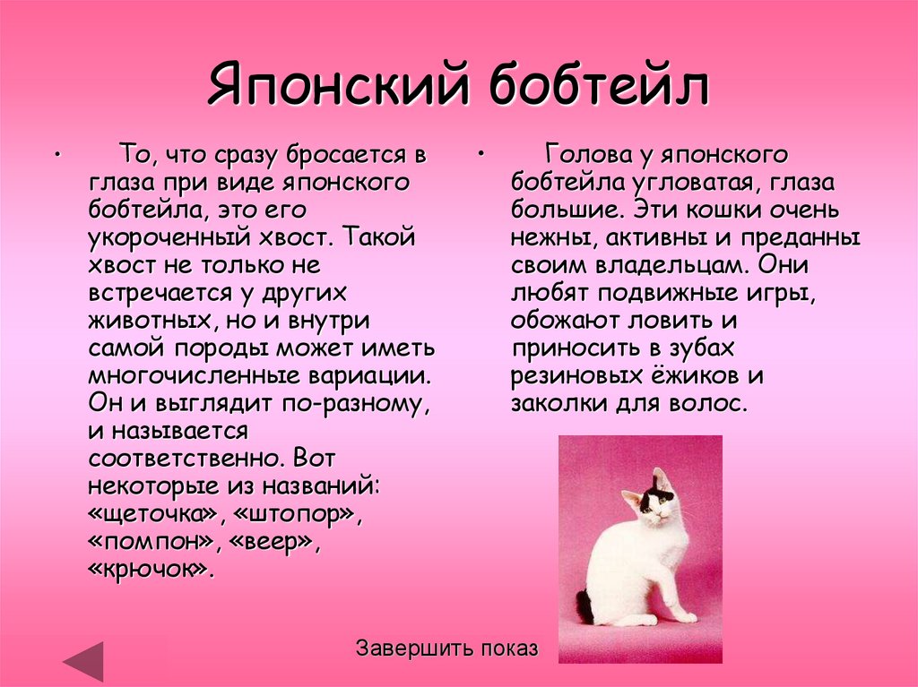 Японский бобтейл пушистые кошки из японии, стоимость japanese bobtail