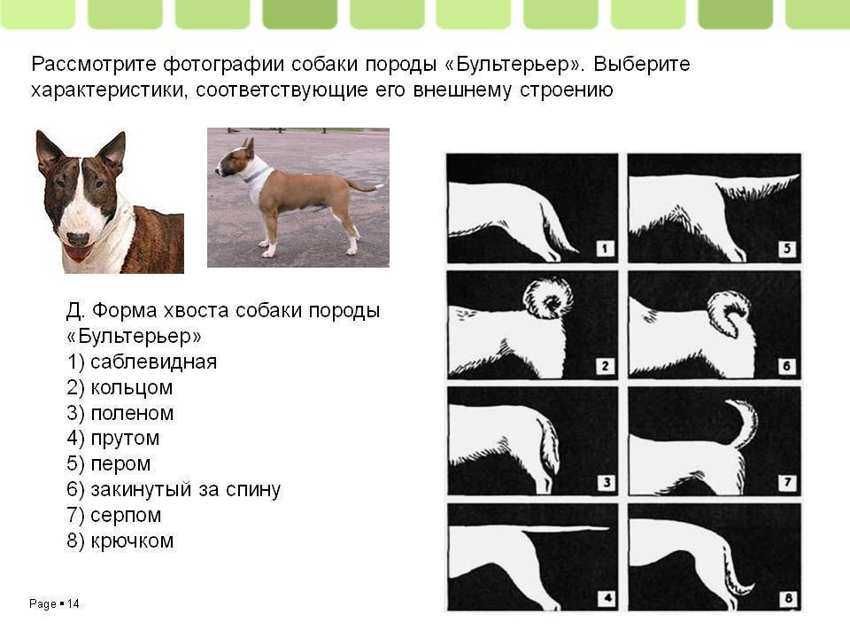 Как узнать породу собак: по внешнему виду щенка, характеру, как определить — породистая или нет
