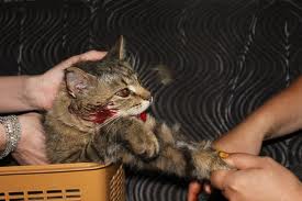 У кошки сломан хвост: что делать, если сломался кончик или основание, как лечить перелом?