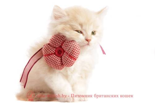 Как оригинально назвать кошку или кота на русском, японском и английском языках, а также какое значение имеют клички