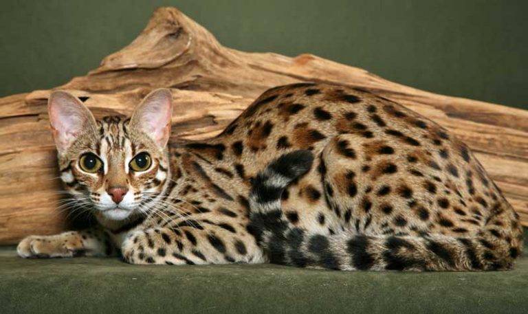 Кошка бенгальской породы (мини леопард) - содержание, хакрактер