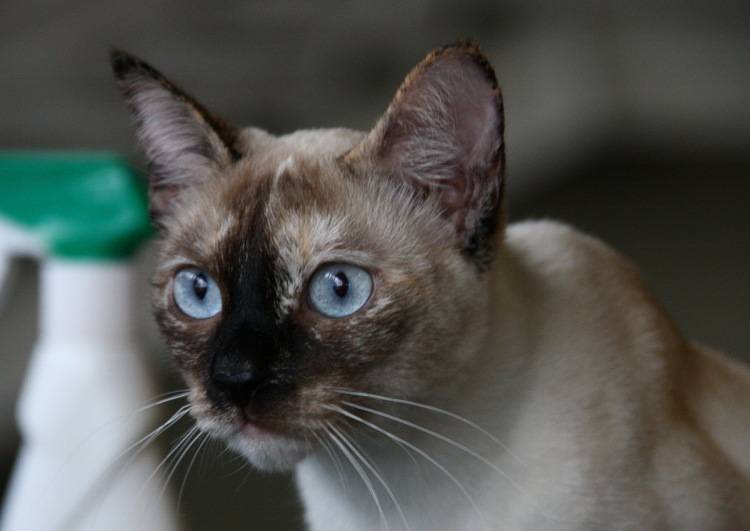 Сиамская кошка — для души и активных игр