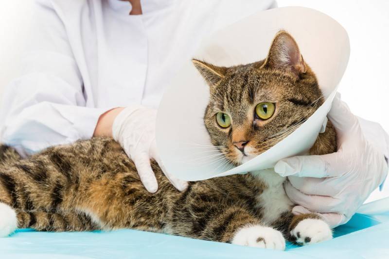 Стерилизация кошки – подготовка, основные этапы и уход за животным после операции