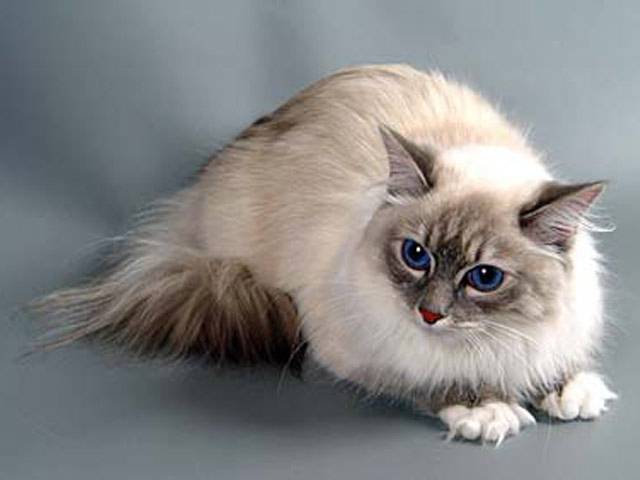Невская маскарадная кошка: описание породы, характер, уход и содержание, фото
