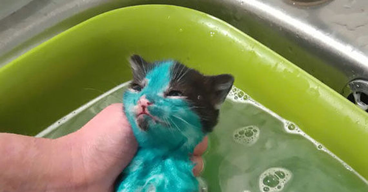 Как помыть котенка первый раз и можно ли купать котенка