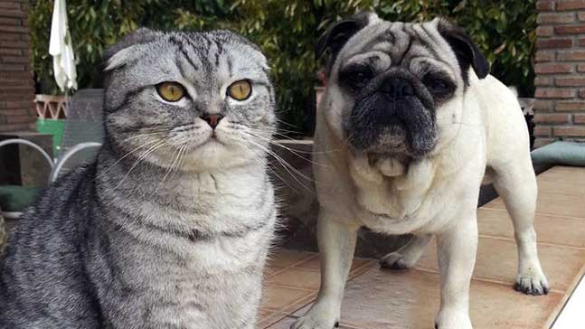 Как подружить кошку с собакой: советы зоопсихологов 