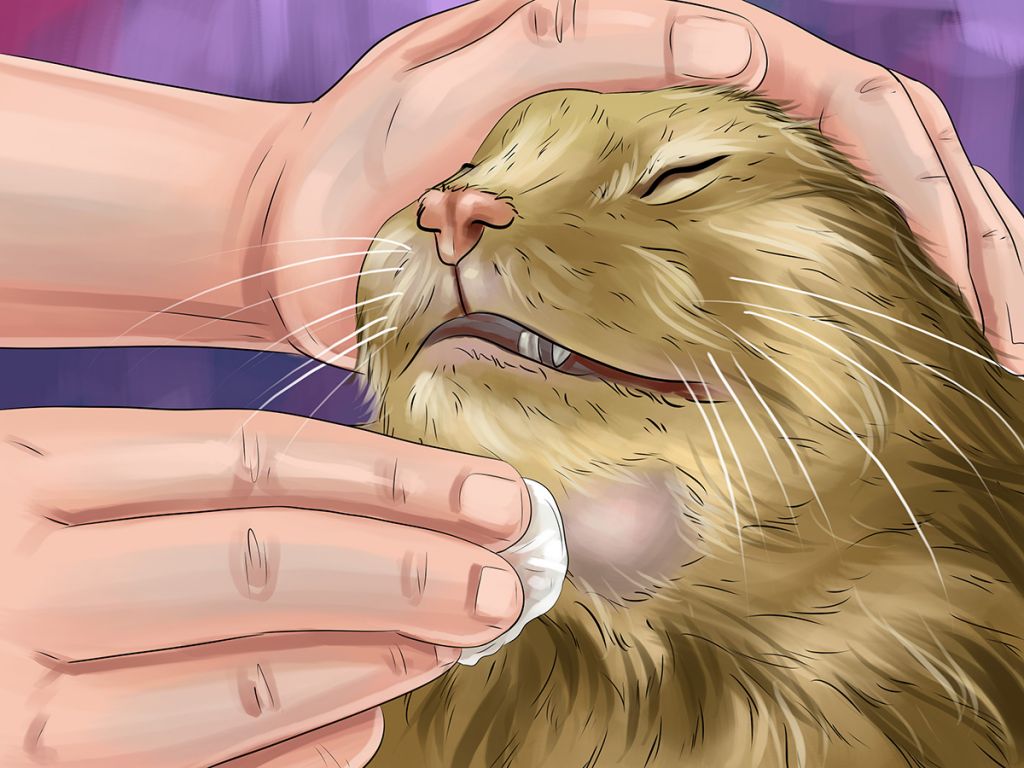 Как правильно лечить акне у кошки в домашних условиях