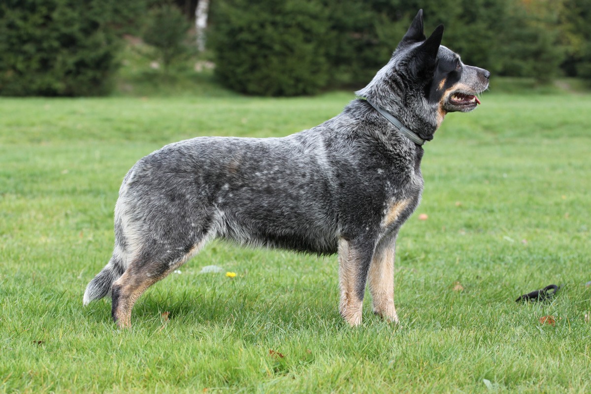 Азорская пастушья собака: описание породы, фото собаки