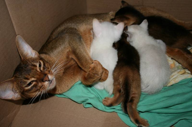 Через сколько кормить кошку после родов. Абиссинские Новорожденные Абиссинские котята. Абиссинская кошка Новорожденные. Новорожденные котята абиссинцы. Абиссинская вислоухий котенок.
