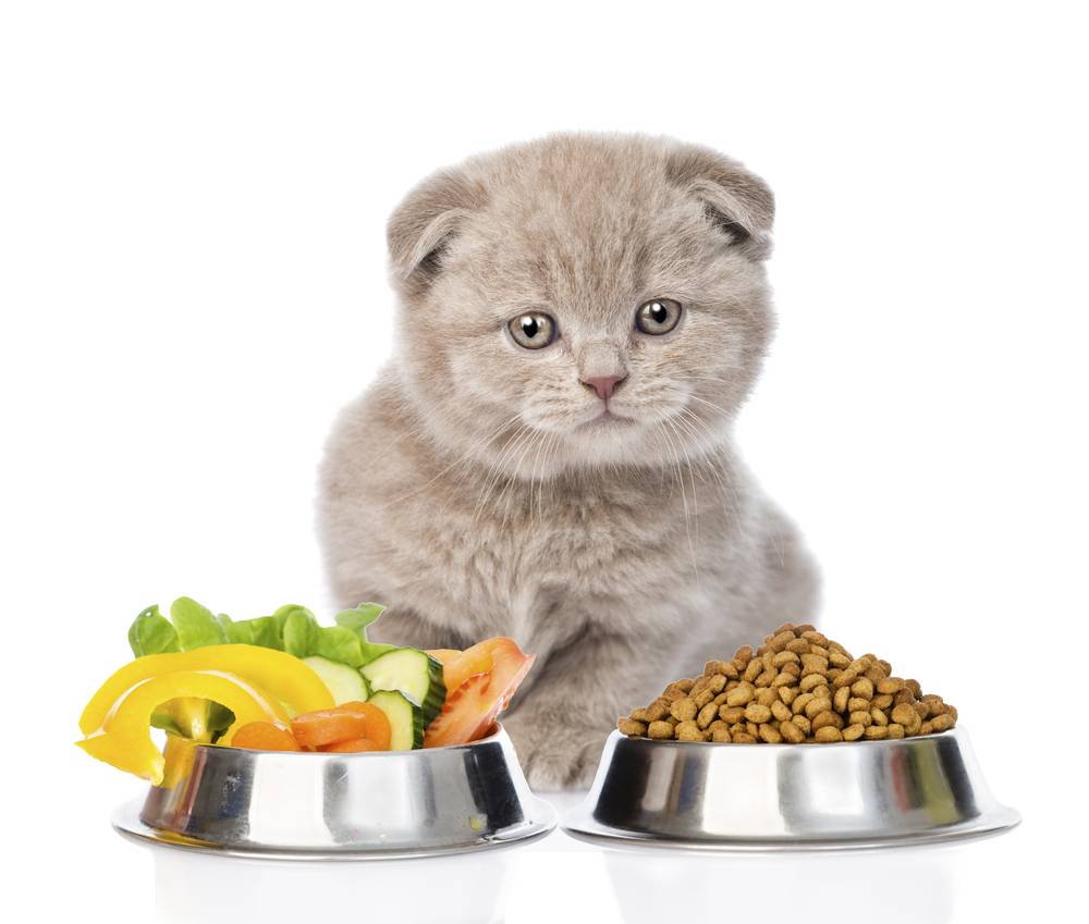 Что лучше сухой или натуральный корм для кошек?