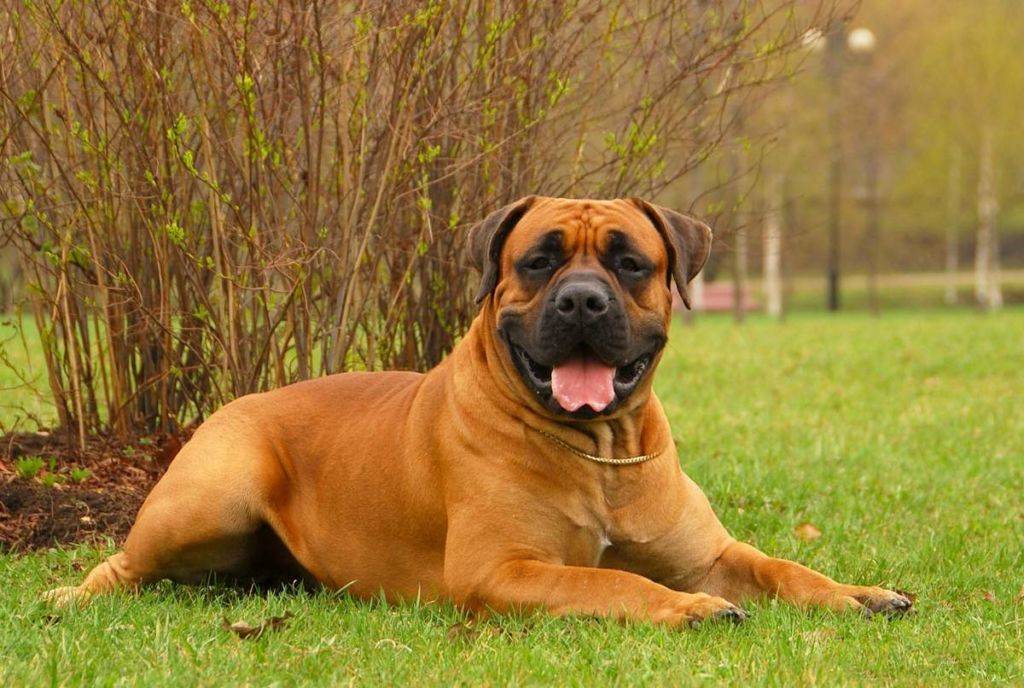 Самые большие породы собак: топ10 с фото и названиями