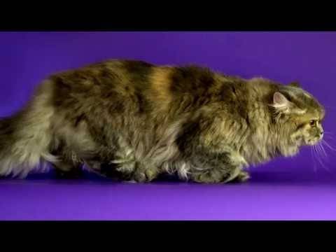 Британская длинношерстная кошка (хайлендер)
