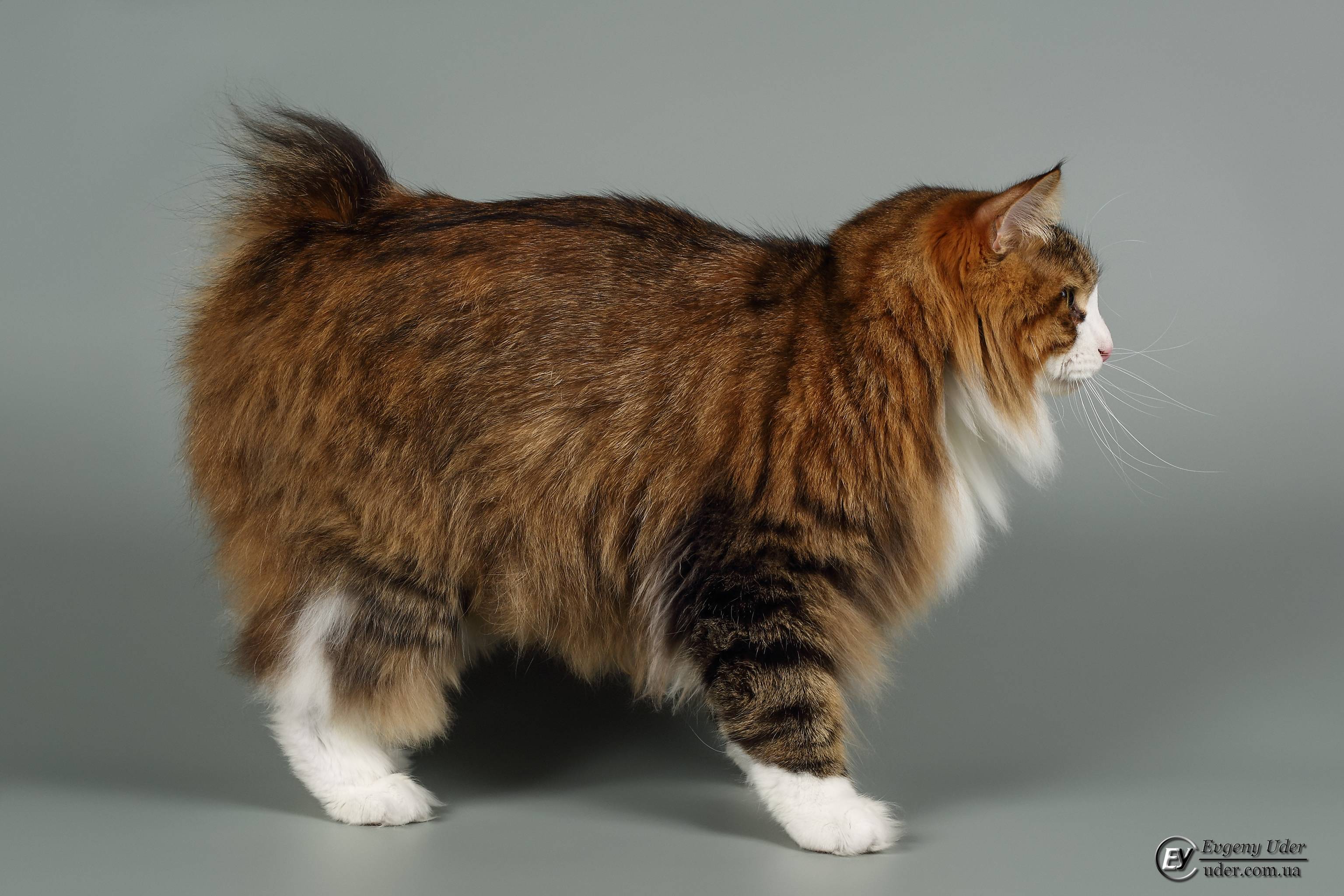 Курильский бобтейл: фото, описание породы, характер и поведение кошки, отзывы хозяев кота, выбор котенка