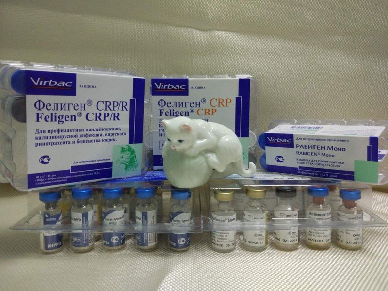 Фелиген вакцина для кошек против бешенства