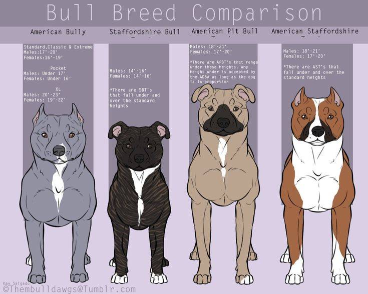 Собака американский стаффордширский терьер - характеристика, описание и стандарт породы