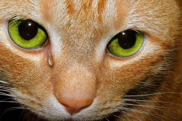 По какой причине слезятся глаза у кошек? по какой причине у шотландской или персидской кошки слезятся глаза?